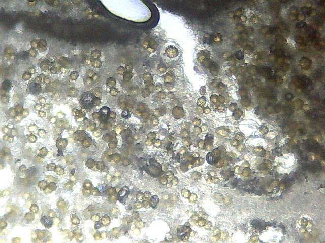 Tuber aestivum dalla fotografia alla microscopia